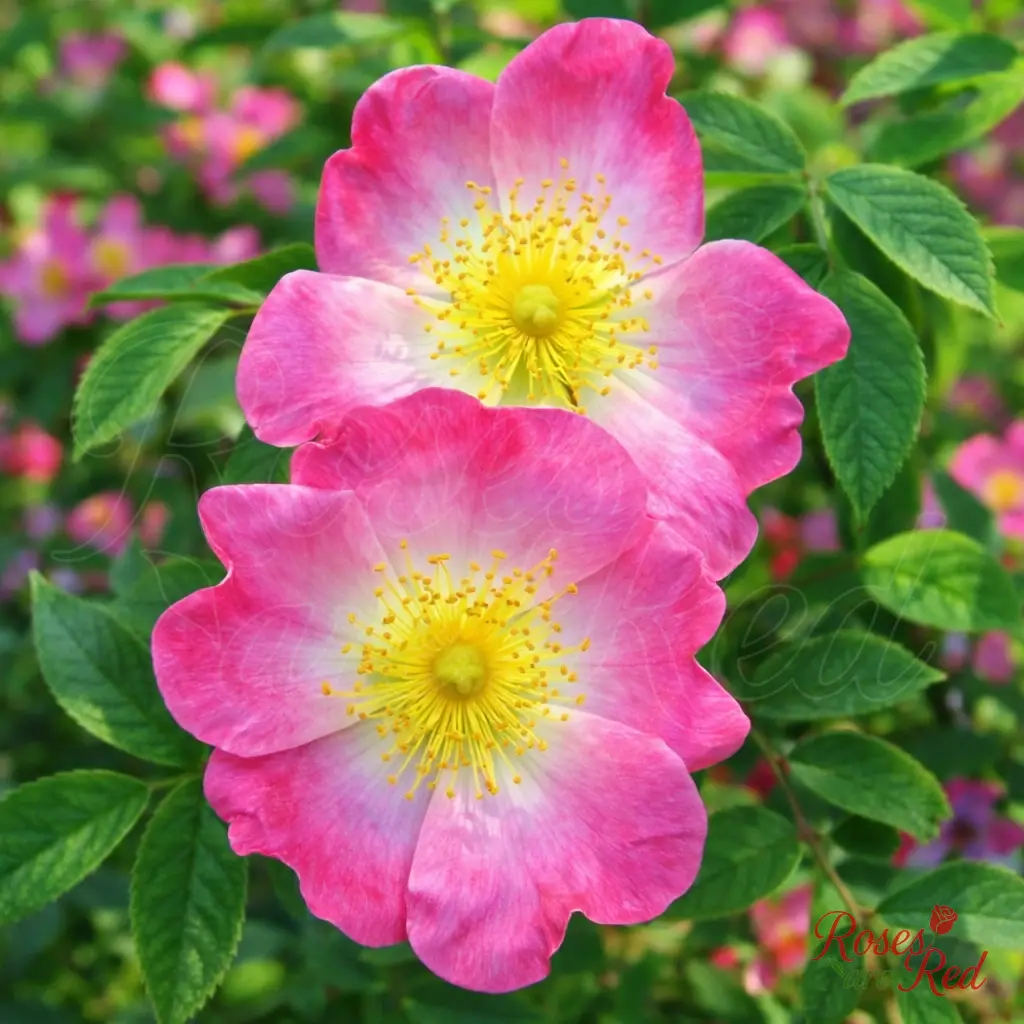 Андерсонии (Rosa andersonii, Rosa canina 'Andersonii', Rosa x andersonii), Галлика — фото 1