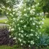 Р. сетигера (Rosa setigera Michaux, Bramble-leaved Rose, Michigan Rose, Prairie Rose, R. setigera inermis, Rosa rubifolia Paul synonym), Природный вид — миниатюра 2