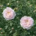 Мейденс Блаш (Alba Incarnata, Belle Fille, Carnea, Cuisse de Nymphe, Emue), Альба — миниатюра 2