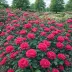 Харизма ® (16-07/1, Charyzma, Crazy Pink Voluptia, NOA16-07/1, NOA16071), Чайно-гибридная — миниатюра 2