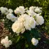 Сириус (TAN05415, RT 05-415, Dronning Dorothea, Martin Luther Rose), Флорибунда — миниатюра 3