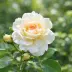 Сириус (TAN05415, RT 05-415, Dronning Dorothea, Martin Luther Rose), Флорибунда — миниатюра 1