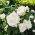 Винчестер Кафедрал (AUScat, White Mary Rose, Winchester), Шраб — миниатюра 3