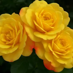 Рио Самба