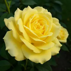 Никола Юло