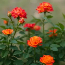 Бейби Голд Стар