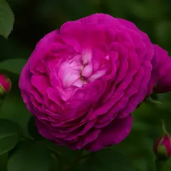 Рейн де Виолетта
