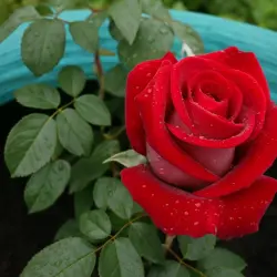 Кагаяки