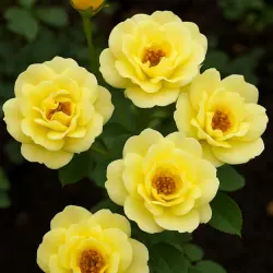 Йеллоу Фейри