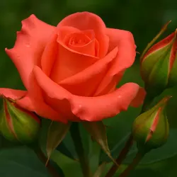 Вуду