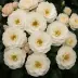Сириус (TAN05415, RT 05-415, Dronning Dorothea, Martin Luther Rose), Флорибунда — миниатюра 2