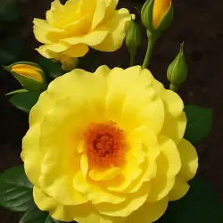 Лихткенигин Люция
