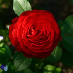Шарлоттенбург Касл