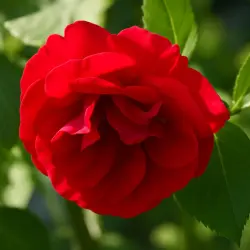 Фая Лобби