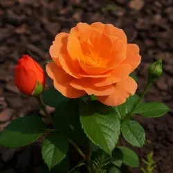 Лоретта Линн Ван Лир