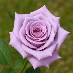 Аван Гард