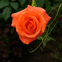Кёнигин Максима