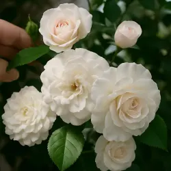 Аве Мария