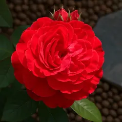 Мэрилу
