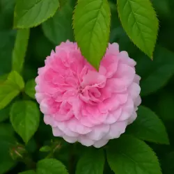 Мария Терезия