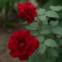Сенегал