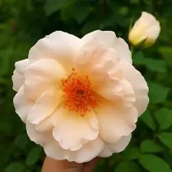 Мэджикал Момент