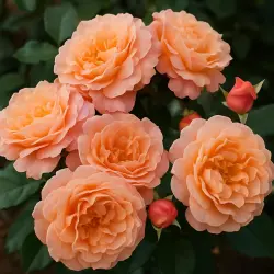 Марии Кюри