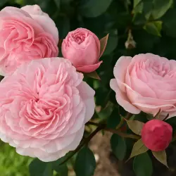 Мария Тереза