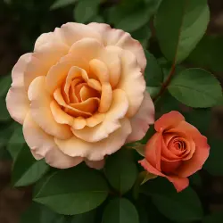 Кафе о лэй