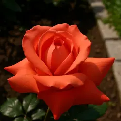 Аве Мария