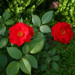 Лотс оф Лав
