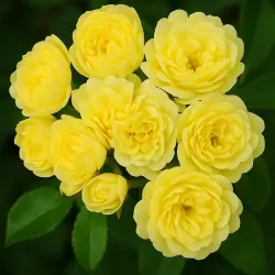 Р. банксия лютеа