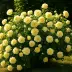 Надя Мейяндекор (MEIbalneo, Nadia Meillandeco, Nadia Meidiland, Nadia Meilland, Sunny Meidiland), Шраб — миниатюра 2