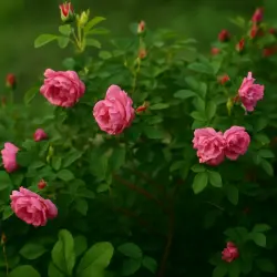 Пинк Роудраннер ®