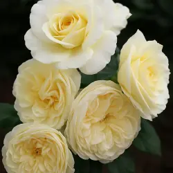 Леди Романтика