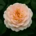 Амаретто (KORlougel, KO 94 / 2189-02), Плетистая крупноцветковая — миниатюра 2