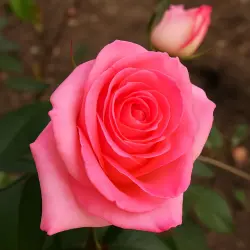 Династи Пиккар