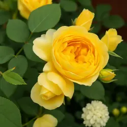 Бринг Ми Саншайн