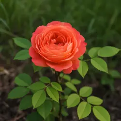 Принцесс Айко