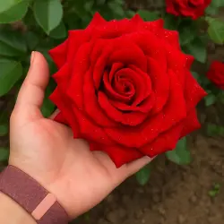 Дивайн
