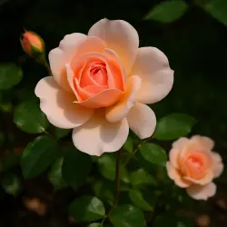 Психея