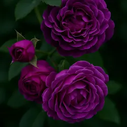 Минерва