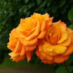 Сингин ин зе Рейн