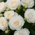 Аспирин роза (TANiripsa, Aspirin-Rose, Glacier Magic, Special Child, MT 89-51), Флорибунда — миниатюра 1
