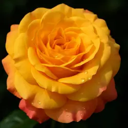 Амбер Флаш