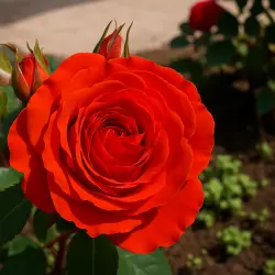 Флюорэссан