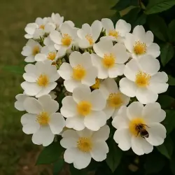 Плен де Грас