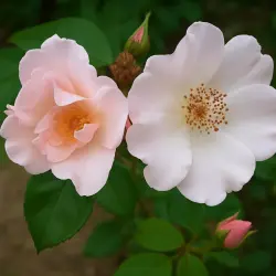 Шэронс Лав