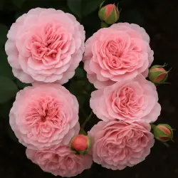 Розенборг