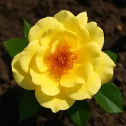 Кинг Кап